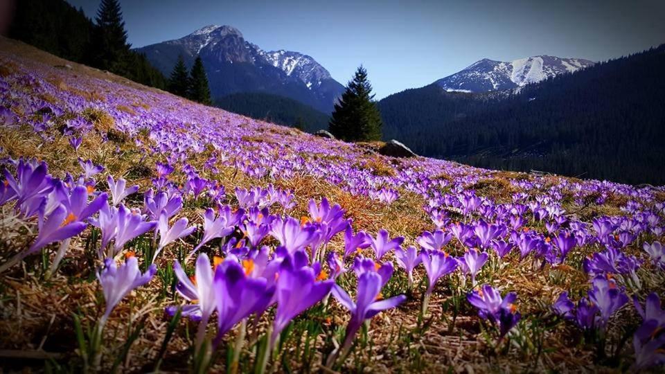 Chata Drevenica Habovka Buitenkant foto